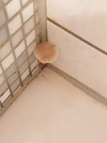 Was Is Das Fur Ein Pilz Pilze Botanik Bad