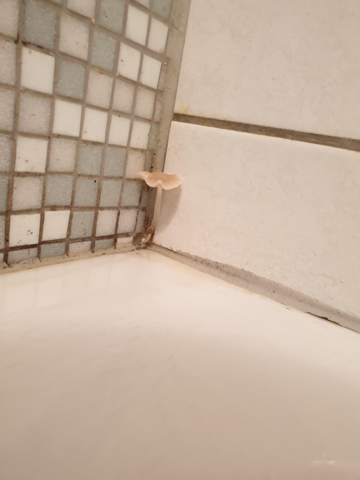 Was Is Das Fur Ein Pilz Pilze Botanik Bad