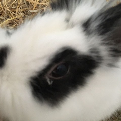 Was ist am Auge von meinem Kaninchen?