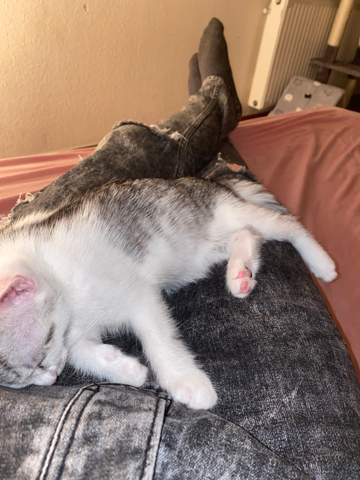 was ist da los ist meine katze krank katzen bauch