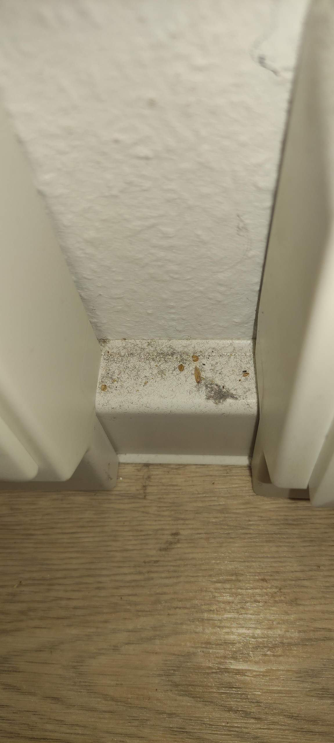 Was ist das - Eier - Larven - überhaupt Befall? (Asseln)