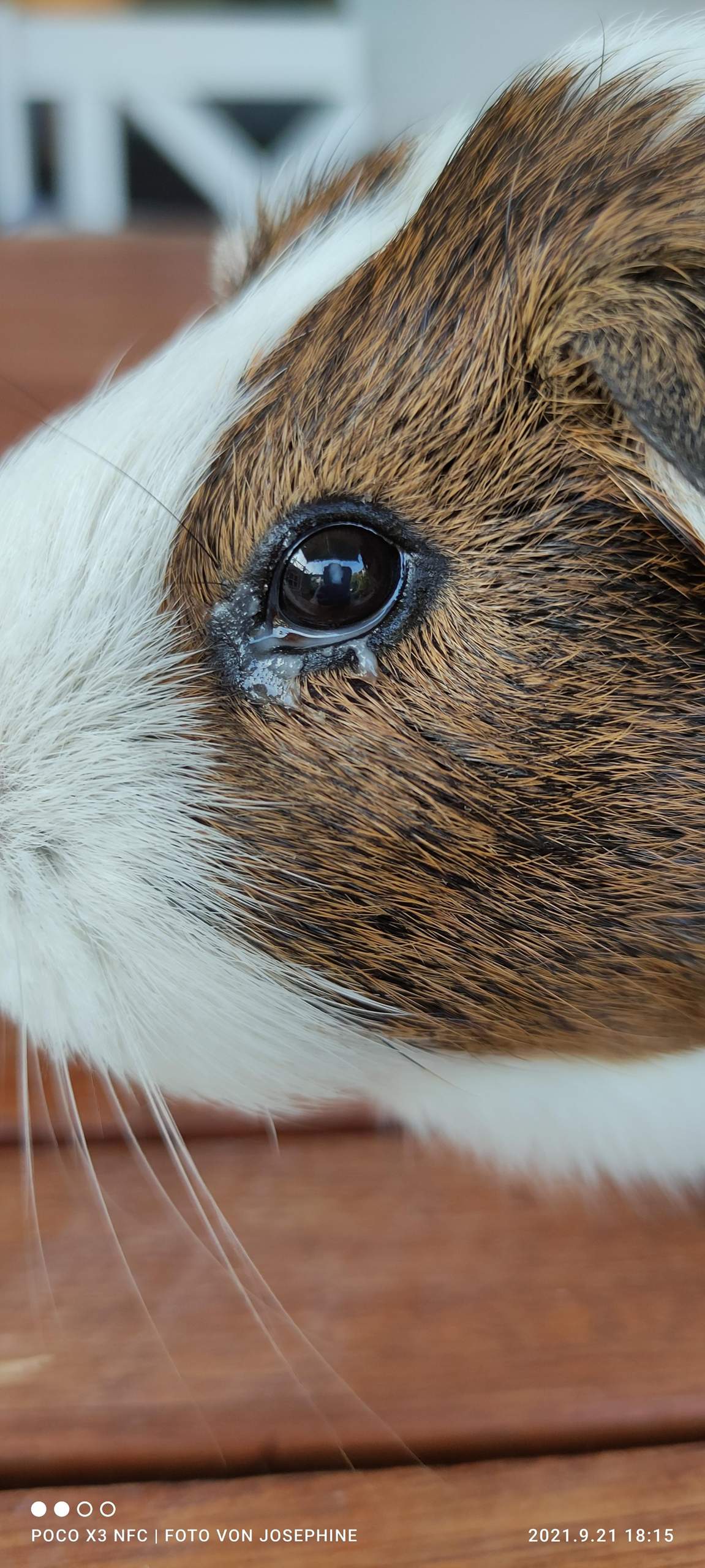Was ist das ( Auge, Meerschweinchen)? (Tiere, Augen, Nagetiere)