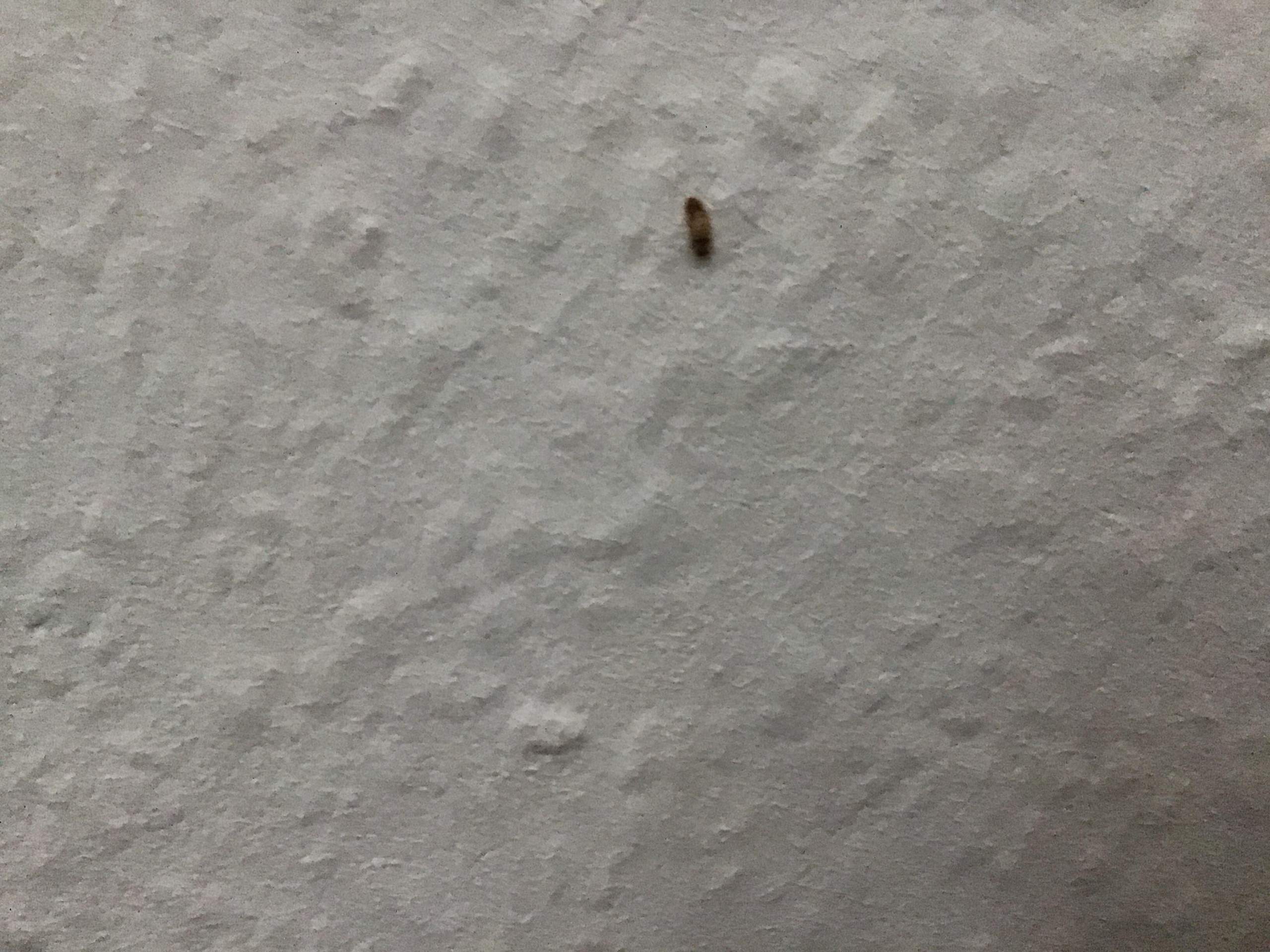 Was ist das ( larve)? (Tiere, Haus, Insekten)