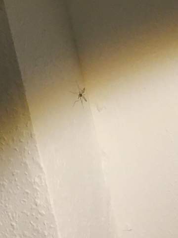 - (Insekten, Mücken)