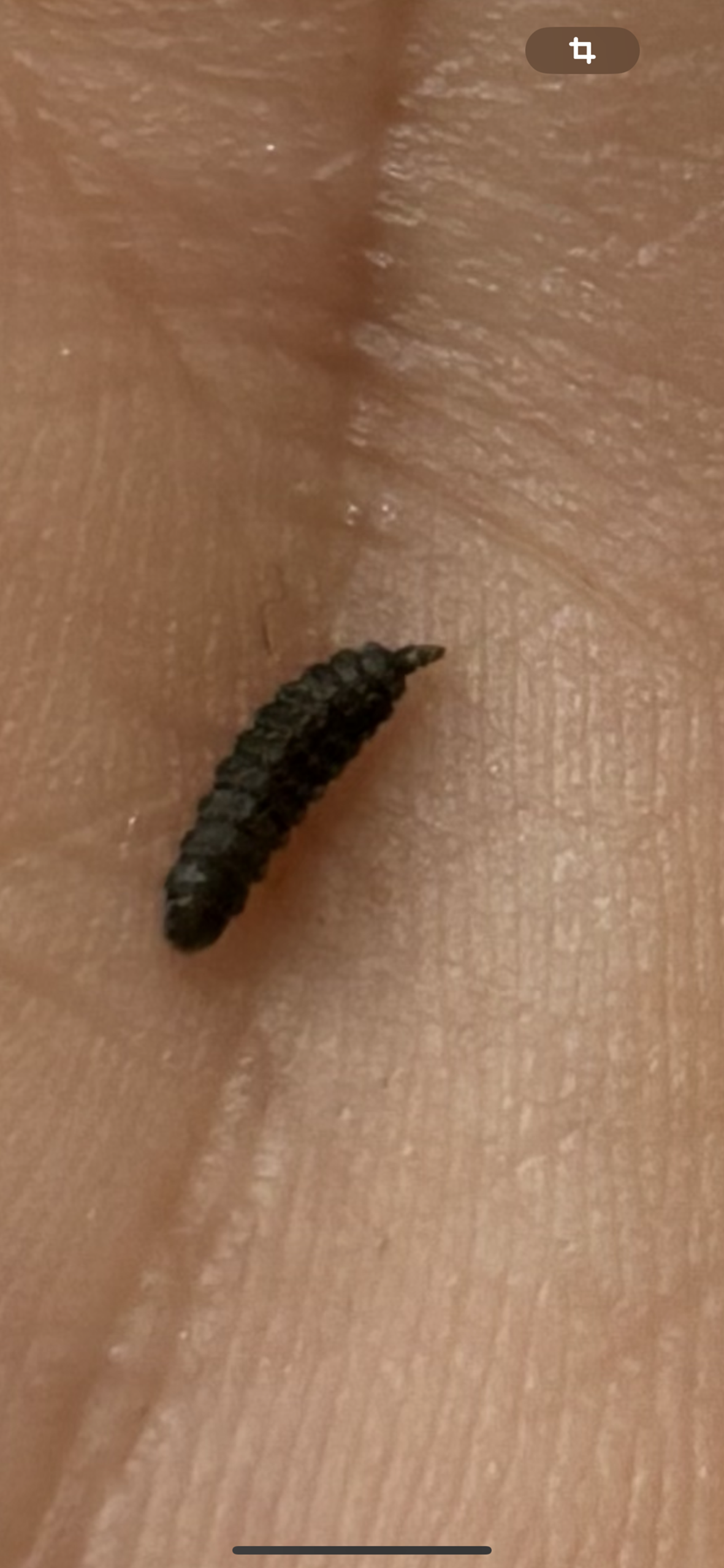 Was ist das? (Insekten, Larven)