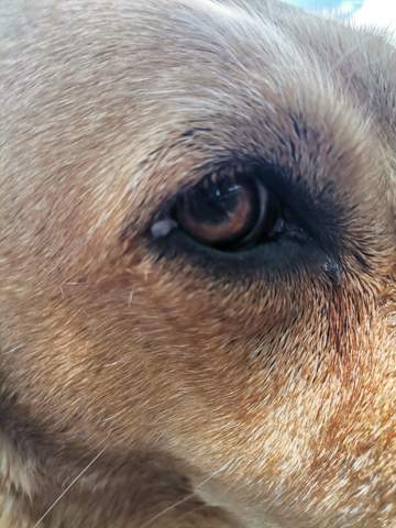 was ist das am auge bei dem hund