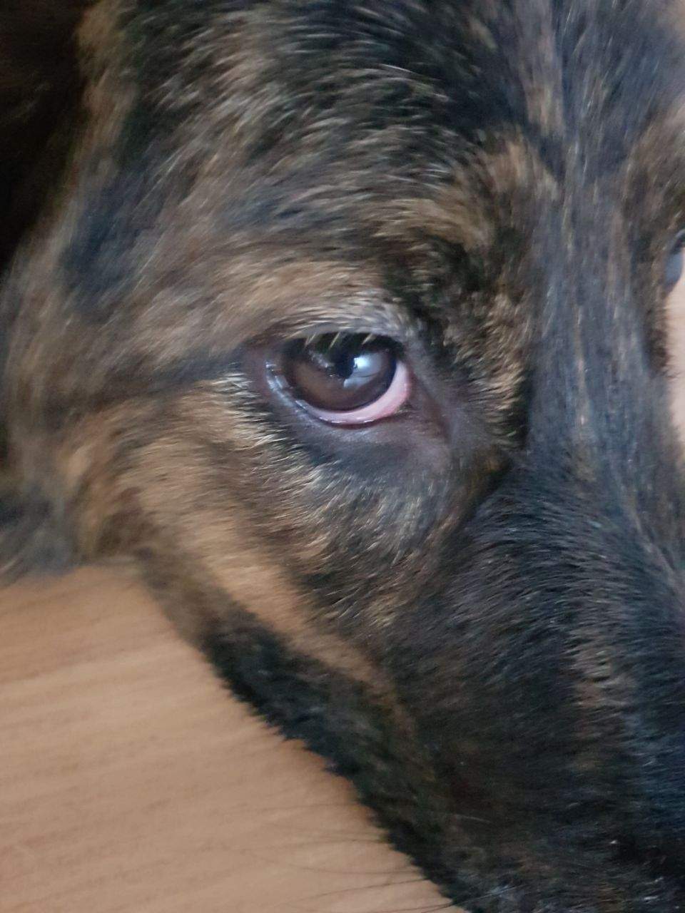 Was ist das am Auge meiner Hündin hilfe? (Gesundheit und Medizin, Hund