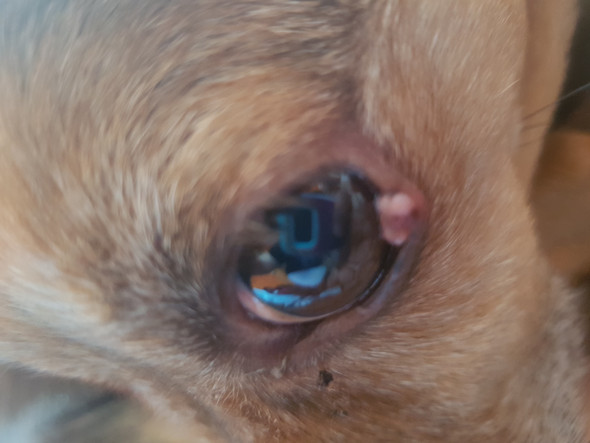 Was ist das am Auge meines Hundes? (Gesundheit, Tiere, Hund)