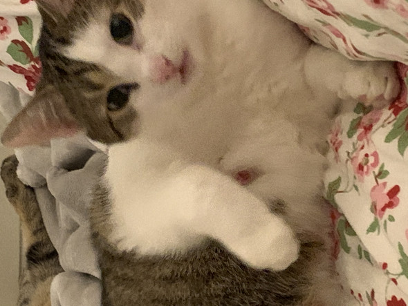 Was Ist Das Am Bauch Meiner Katze Tiere Haut Pickel