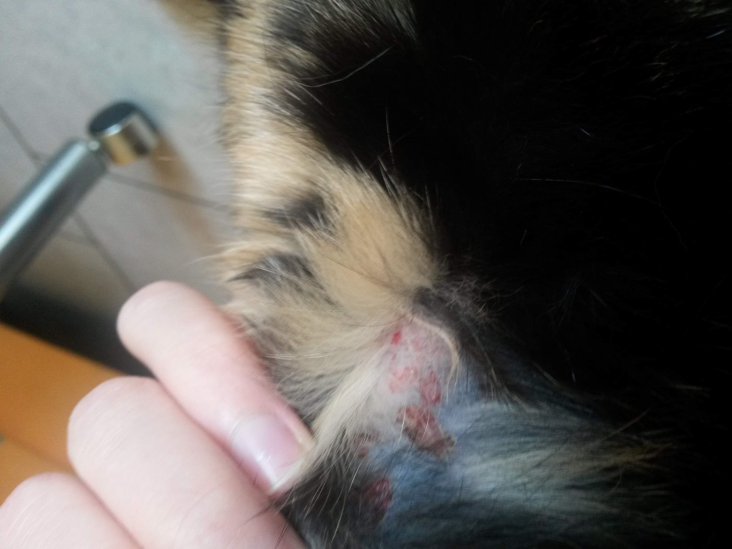 Katze Kratzt Wunde Am Hals Immer Wieder Auf information online Katze Kratzt Wunde Am Hals Immer Wieder Auf information online