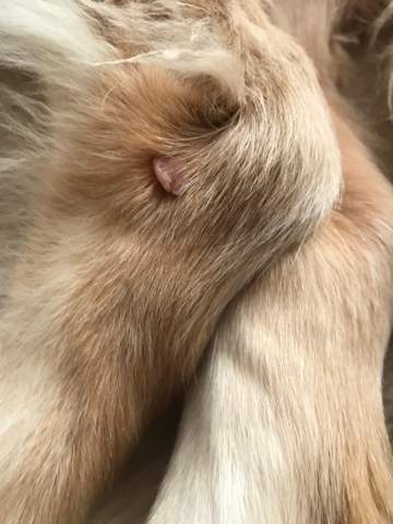 - (Hund, Beine, Golden Retriever)