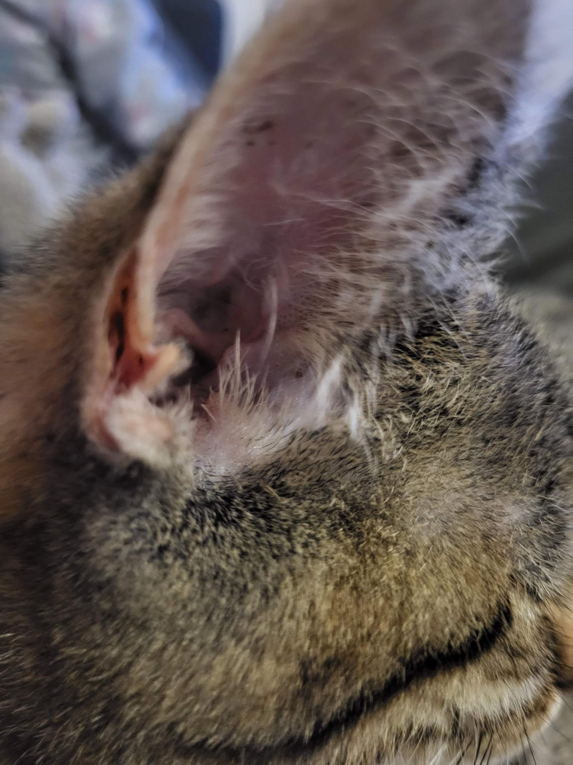 Was ist das am Ohr bei der Katze? (Tierarzt, Tierhaltung, Katzenjunges)