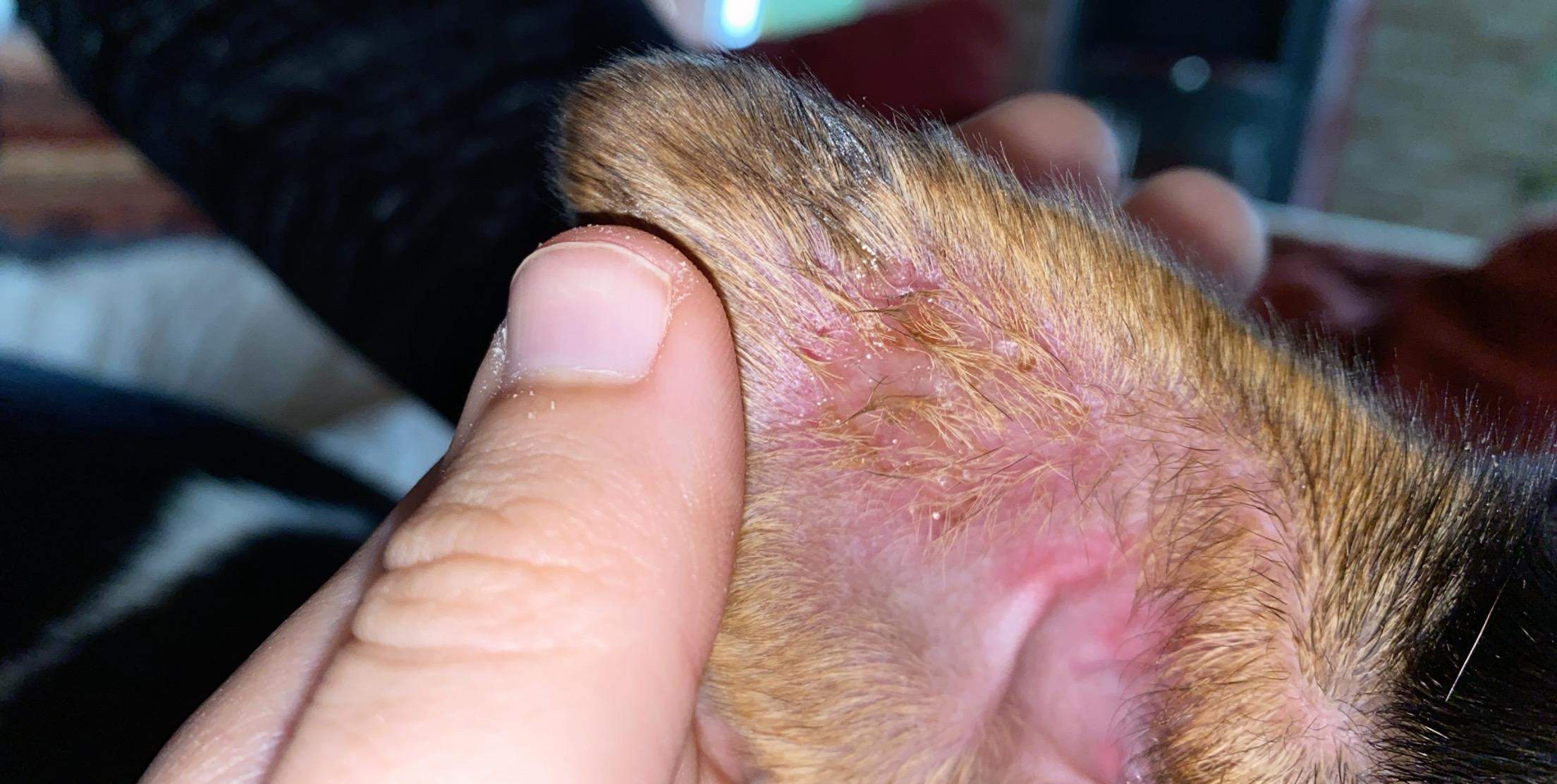 Unregelmäßigkeiten Bermad hund ohr hefepilz springen Ligation Gallenblase Unregelmäßigkeiten Bermad hund ohr hefepilz springen Ligation Gallenblase