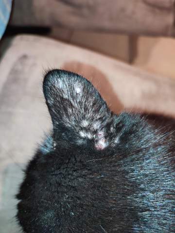 Was ist das am Ohr meiner Katze?