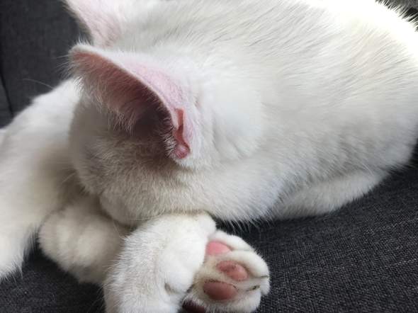 Was Ist Das Am Ohr Meiner Katze