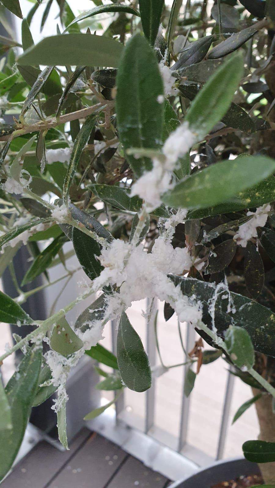 Was ist das am Olivenbaum? (Pflanzen, Natur, Botanik)
