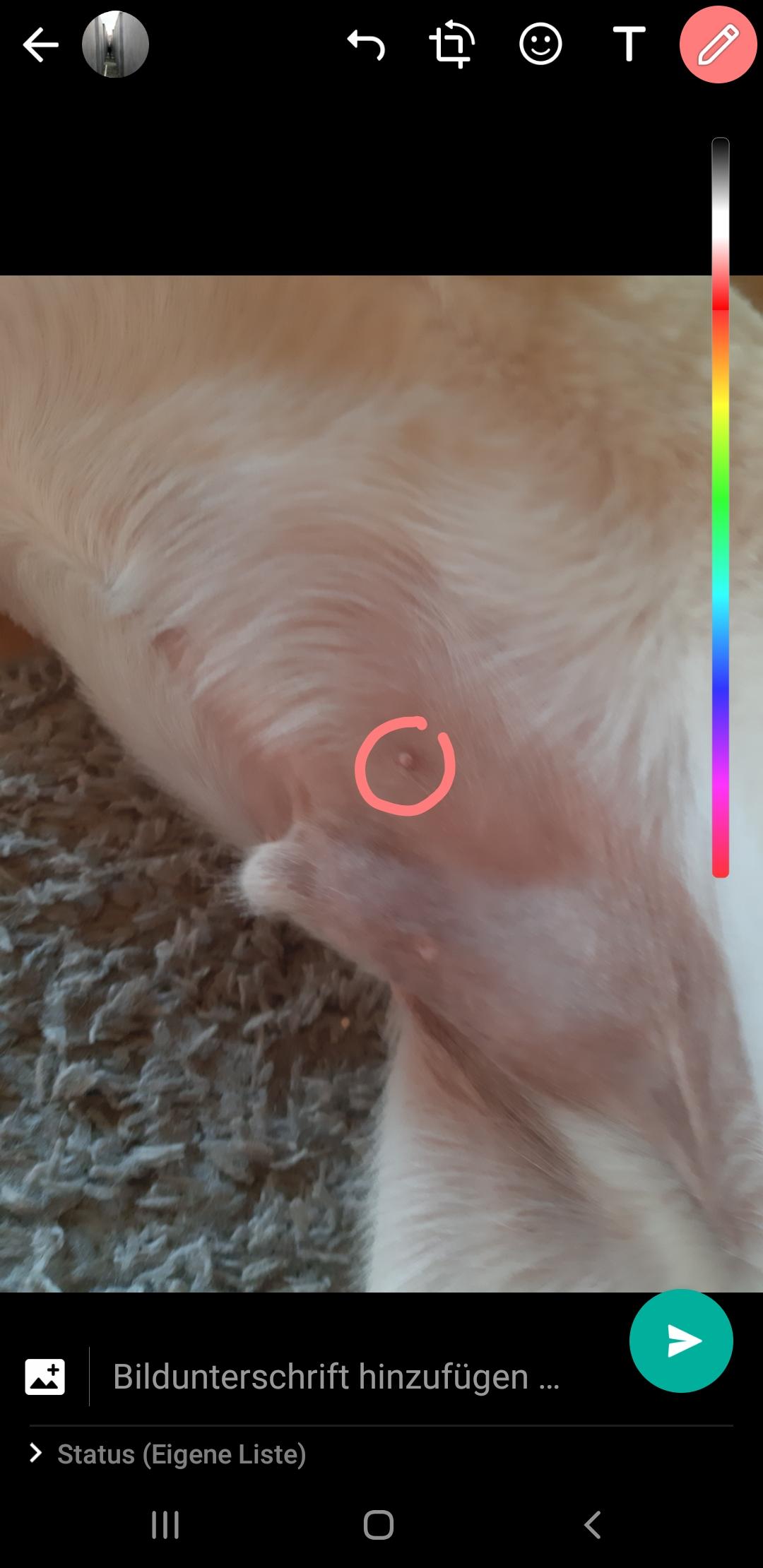 was ist das am unterbauch von hund tiere haustiere hundehaltung