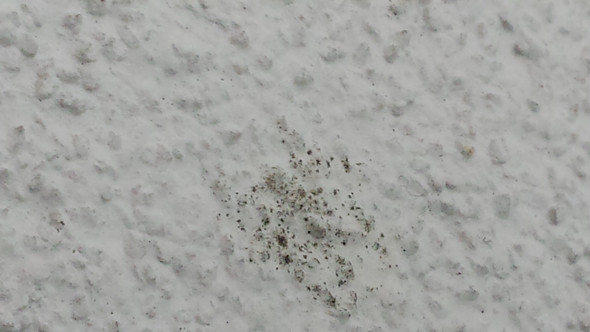 Was Ist Das An Der Aussen Fassade Und Wie Bekomme Ich Das Weg Was Ist Das An Der Aussen Fassade Und Wie Bekomme Ich Das Weg