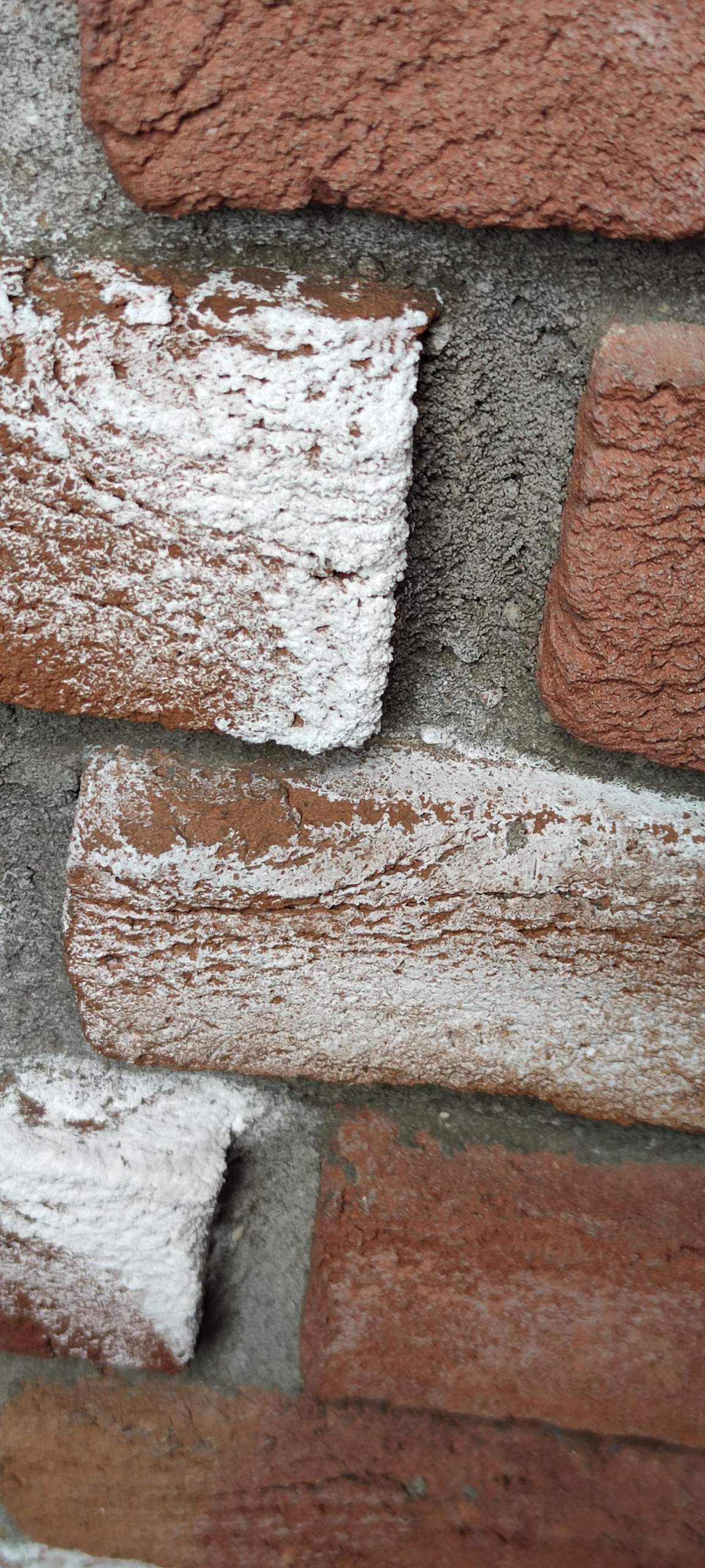 Was ist das an der Außenwand? (Schimmel, Kalk, Mauer)