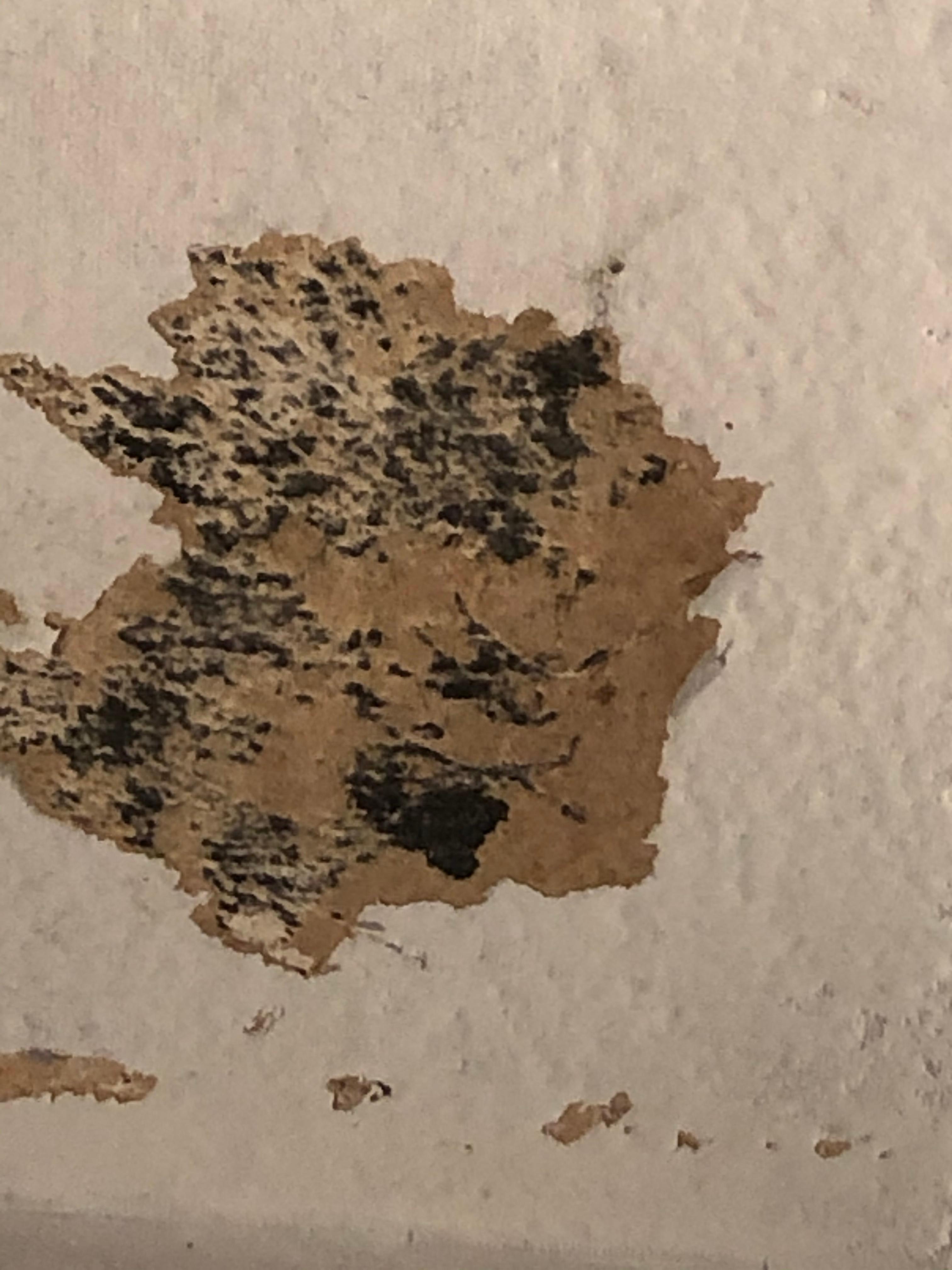 Was ist das an der Decke Schimmel? (Computer, Technik, Technologie)