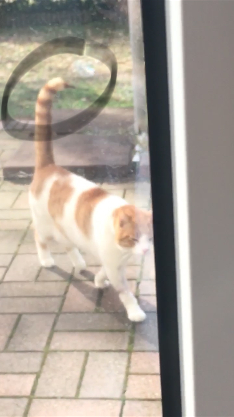 was ist das an der katze lunte schwanz