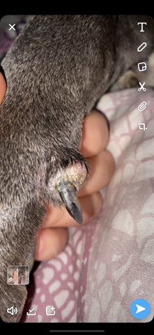 was ist das an der kralle hund entzundung krallen