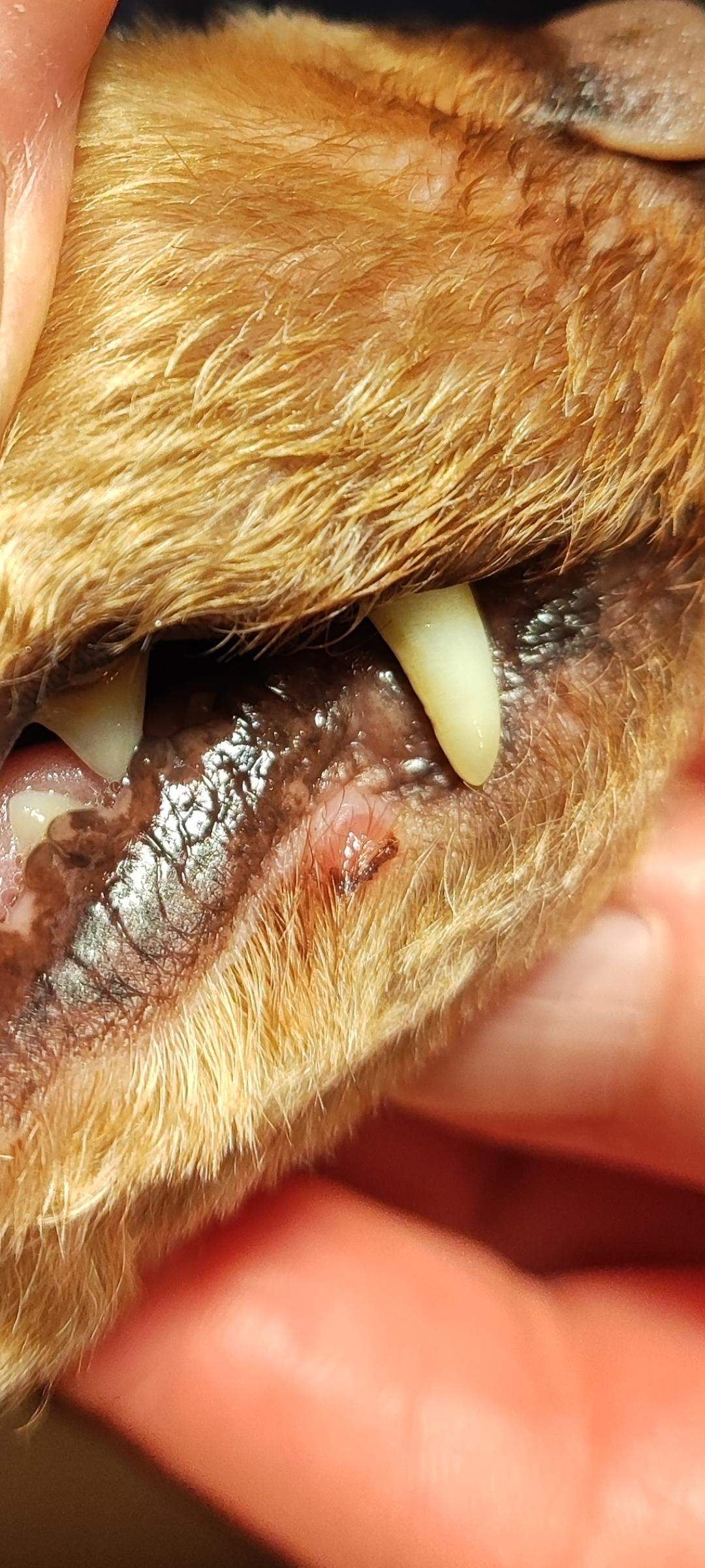 was-ist-das-an-der-lefze-von-meinem-hund-gesundheit-tierarzt