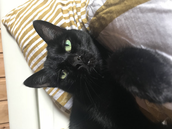 Verkrustungen Nase Katze Nase Standig Verkrustet Woher Kann Das