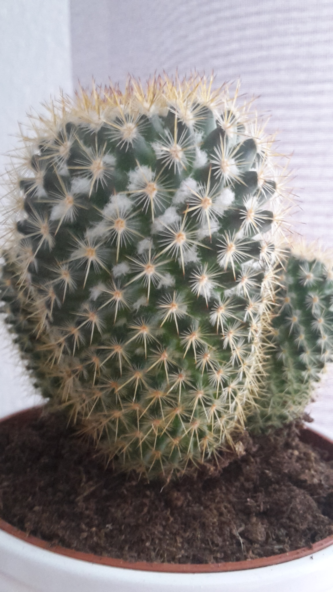 Gassi gehen bewegung verdienen thinkstock Was ist das an meinem Kaktus/an meinen Kakteen? (Pflanzen, Pflege, Blumen)