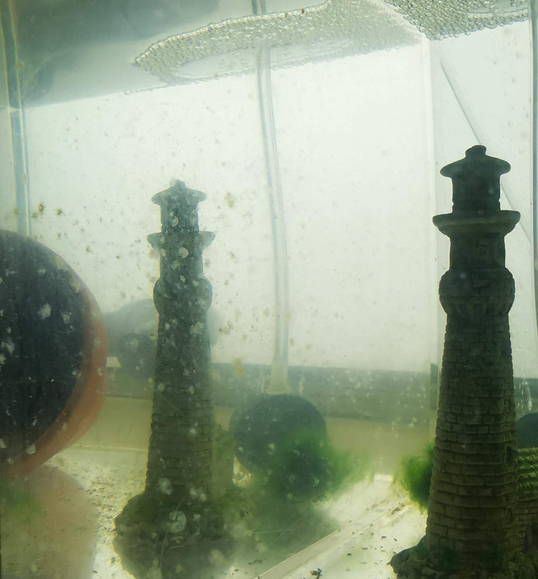 Was ist das an meiner Aquarium Scheibe? (Algen)