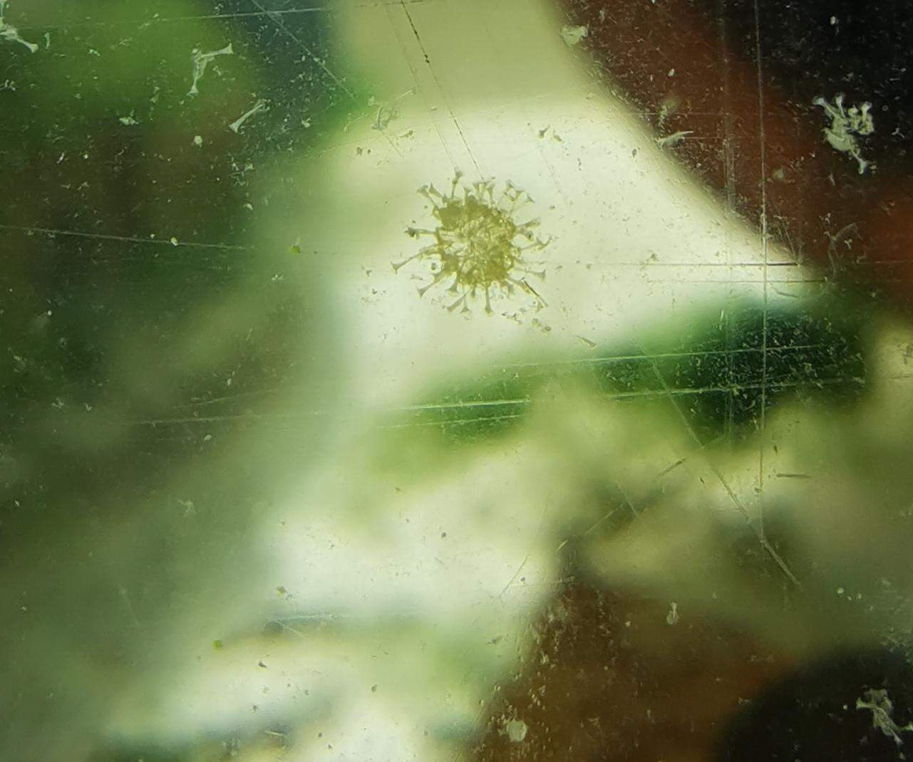 Was ist das an meiner Aquarium Scheibe? (Algen)
