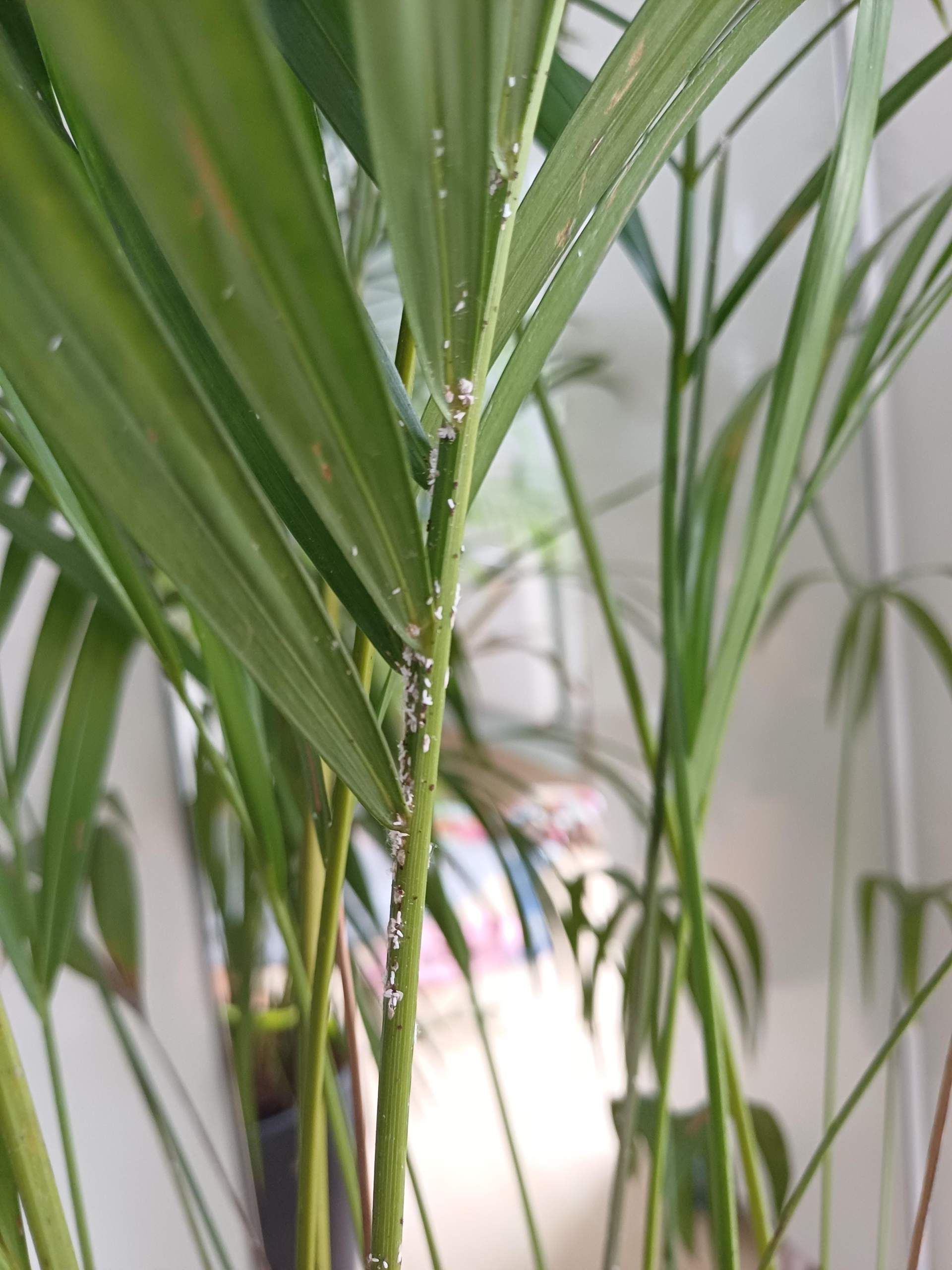 Was ist das an meiner Palme? (Schdlinge)