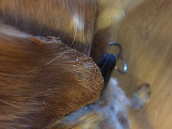 Was ist das am HundeOhr? (Hund)