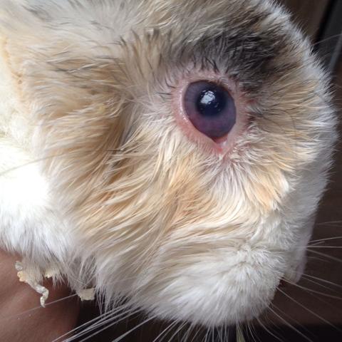 Was Ist Das Auf Dem Auge Vom Hasen Augen Kaninchen