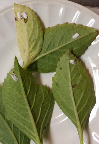 weisse substanz auf dem Blatt - (Insekten, Spinnen, Schnecken)