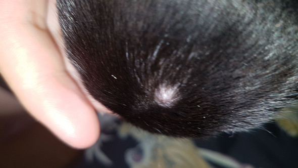 was ist das auf dem kopf meines chihuahuas hund chihuahua hundehaltung