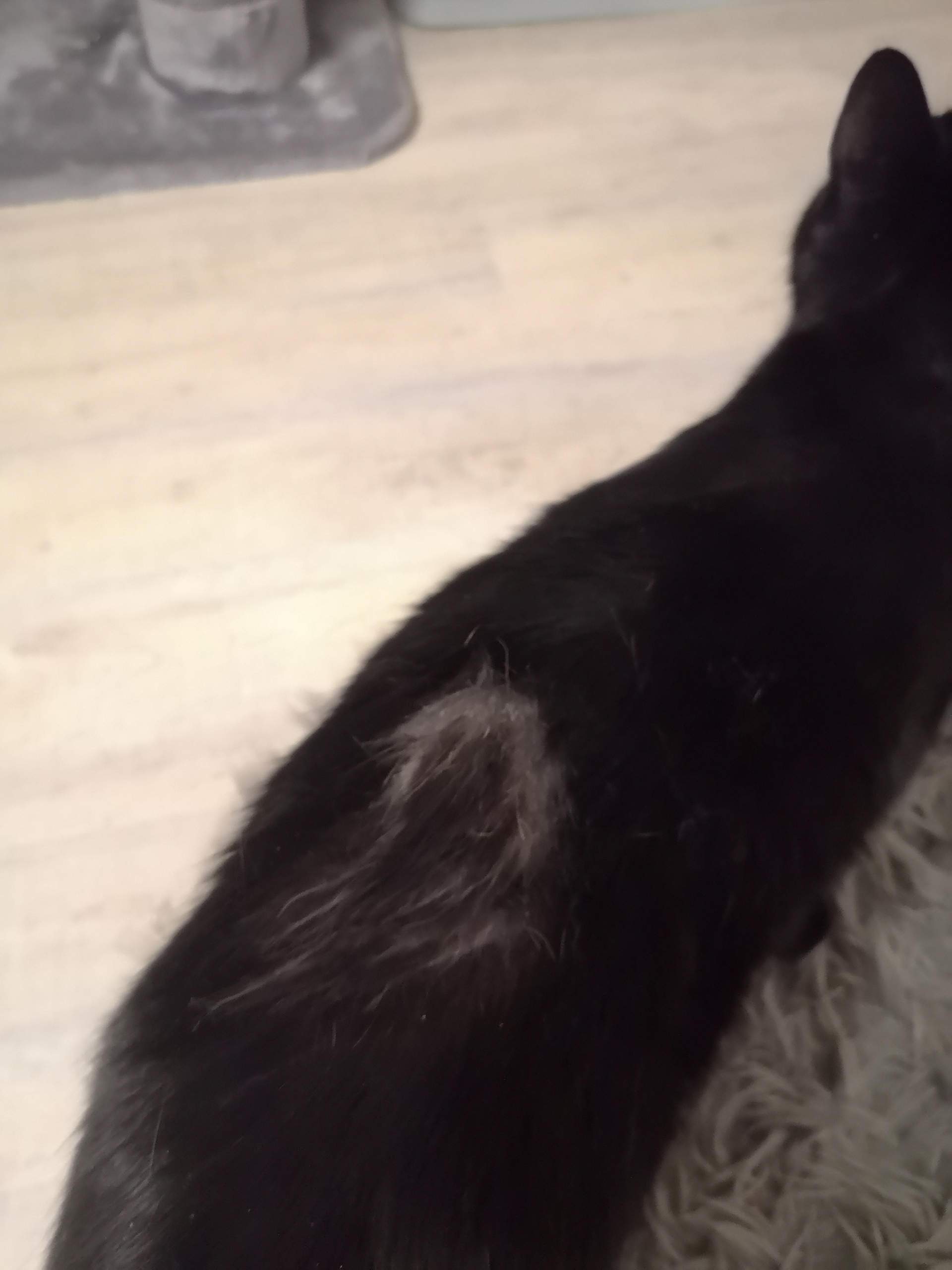 Was ist das auf dem Rücken meines Katers? (Gesundheit und Medizin, Tiere, Katze)