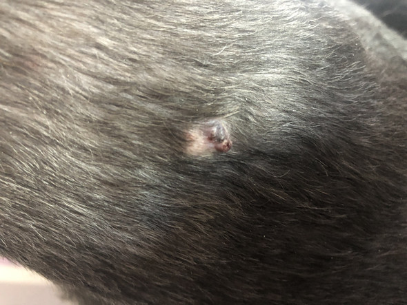 was ist das auf dem rucken hund knubbel