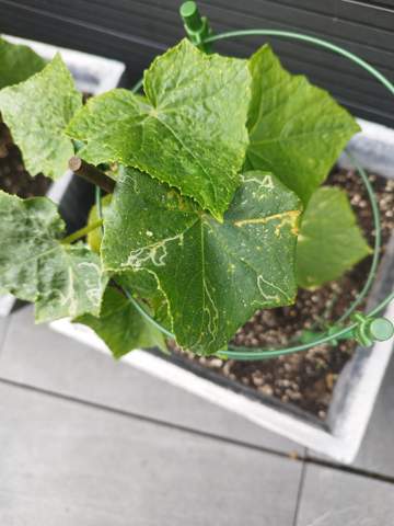 Was ist das auf den Blättern der Gurkenpflanze?
