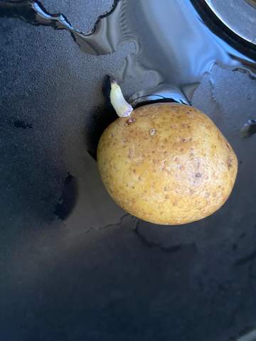 Was ist das auf der Kartoffel?
