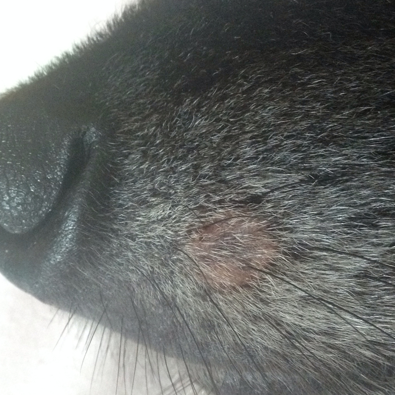 Was ist das auf der Schnauze meines Hundes? (Mit Bild) (Hund, Tierarzt
