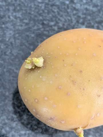 Was ist das auf Kartoffel?