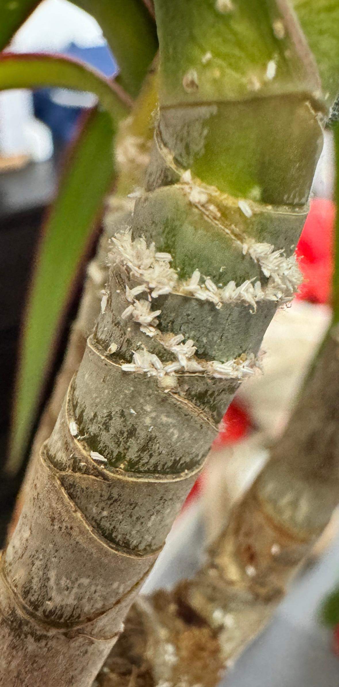 Was ist das auf meinem Drachenbaum? (Schdlinge, Zimmerpflanzen,  Pflanzenkrankheit)