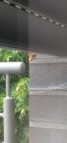Was ist das auf meinen balkon so ein fette wespe hab ich ja noch nie gesehen?