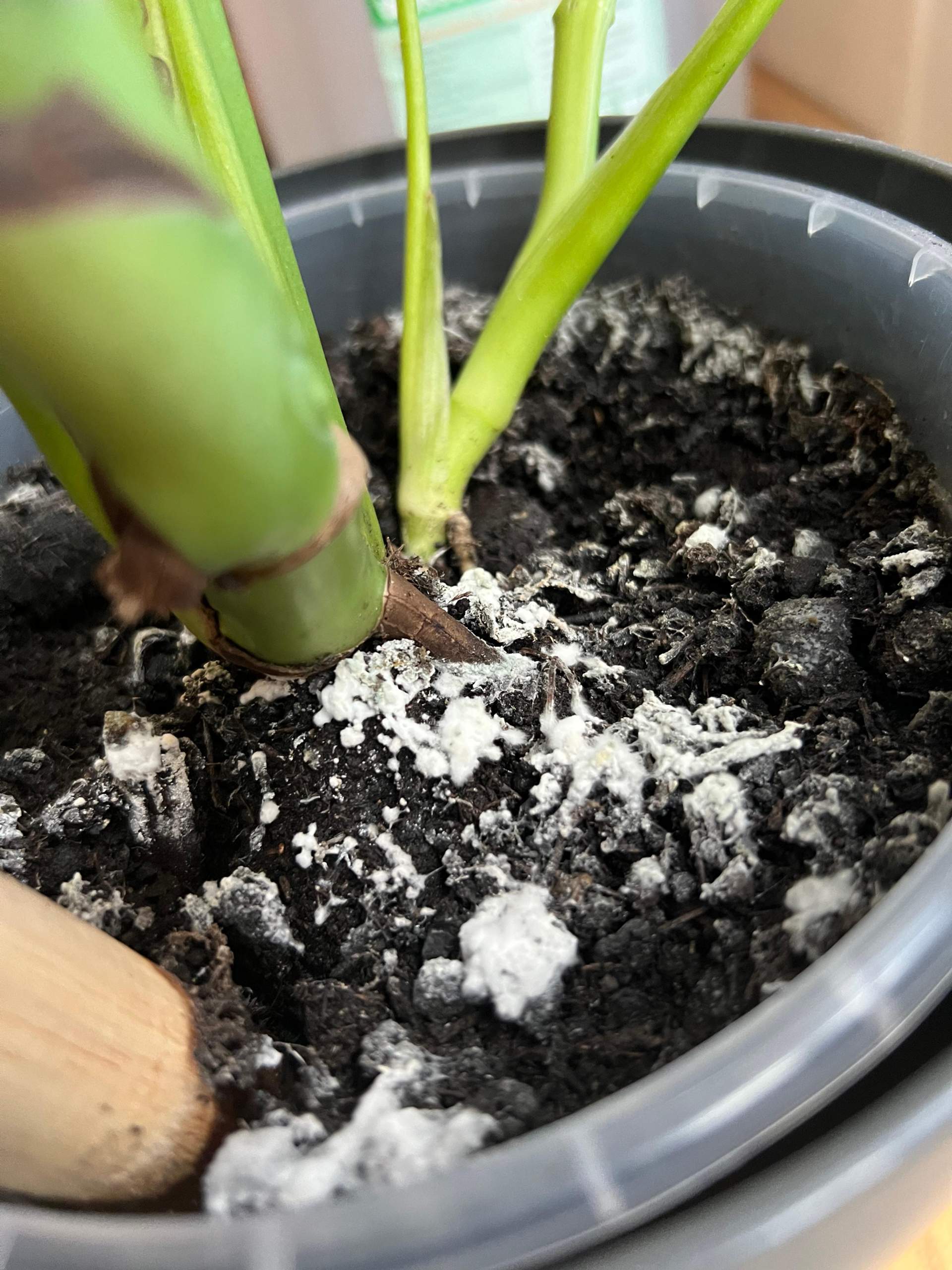 Was ist das auf meiner Erde? Schimmel oder Pilze? (Zimmerpflanzen