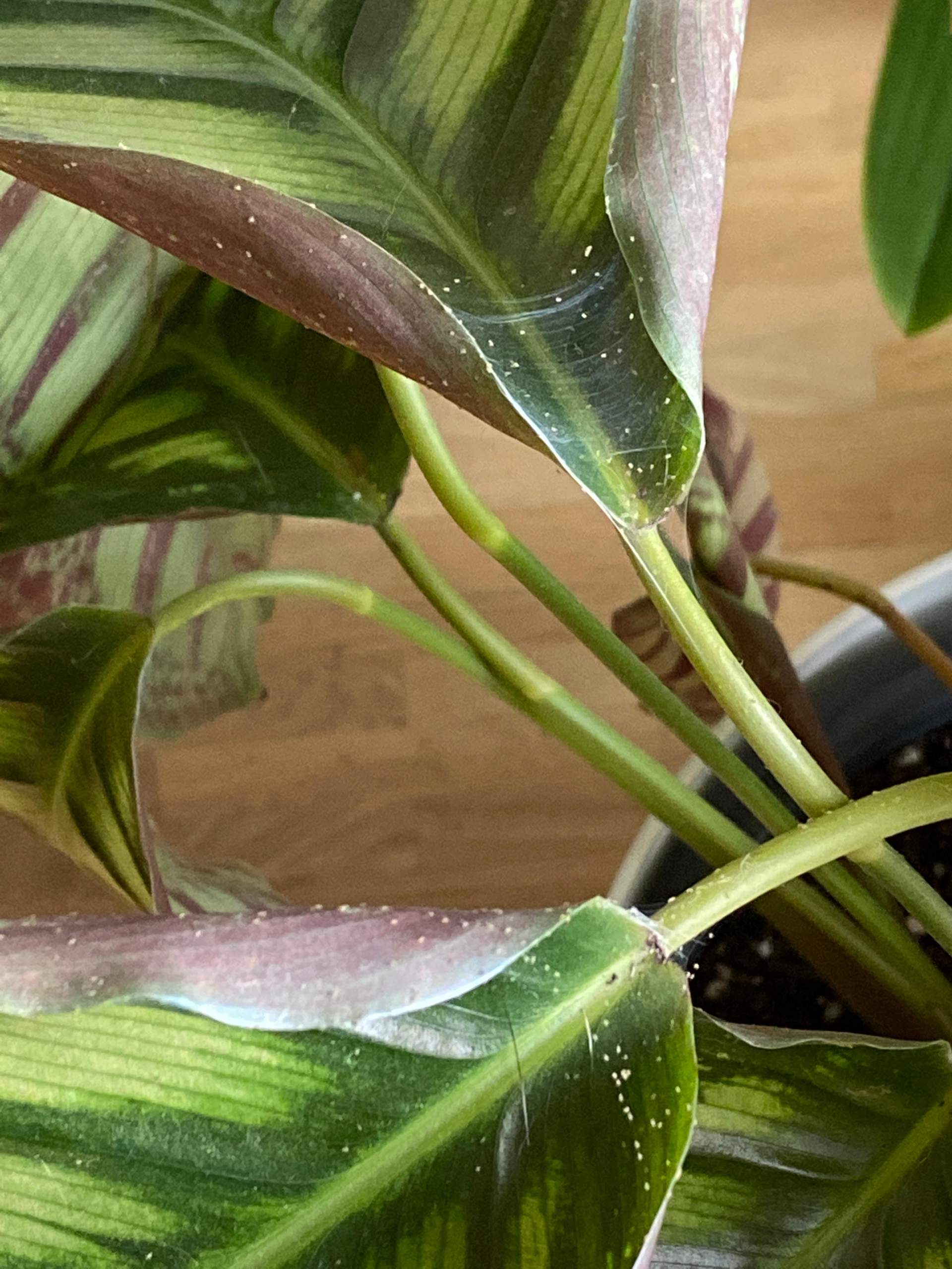Was ist das auf meiner Pflanze? (Pflanzen, Garten)