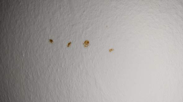 Was ist das auf meiner Wand? Schimmel?