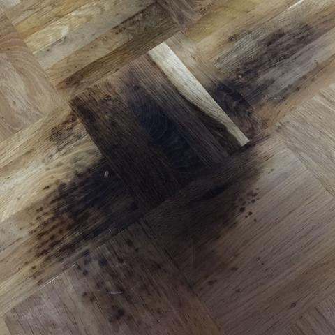 Hund parkett mietwohnung Hund parkett mietwohnung