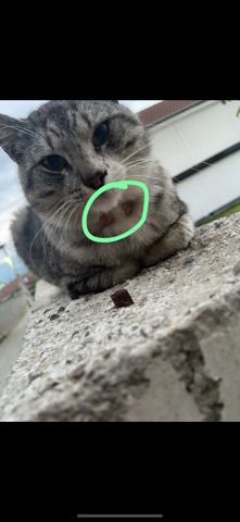 was ist das bei dieser katze?