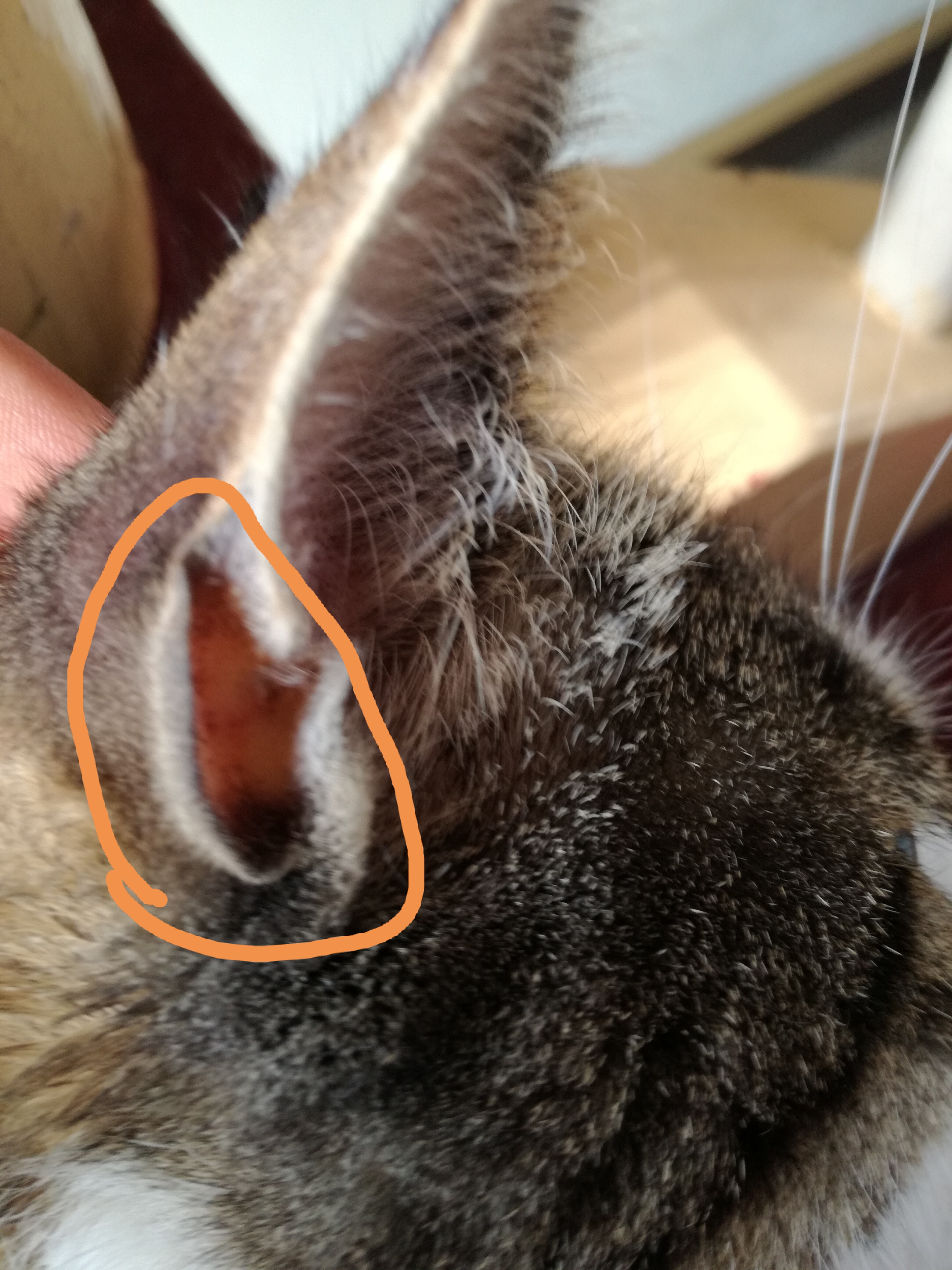 Was ist das bei Katzen am Ohr? (Katze, Haustiere)